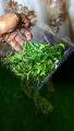 Premium Quality Curry Leaves Fresh (Kadi Patta) Best Quality Kurry Patta In Very Low Price Curry leaf. 