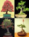 100+ Fresh Tree Seeds Easy Growing Different Bonsai Plant Flower. 