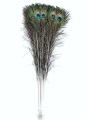 20Pcs Peacock Feather Tail Eye 70Cm-80Cm Height (Natural Original Real). 