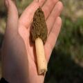 Falsee Morel Mushroom Spawn Seeds. 