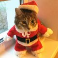 Halloween Christmas Cat Costume Funny Santa Claus Clothes For Small Cats Dogs Xmas New Year Pet Cat ClothesDolls Accessories. 