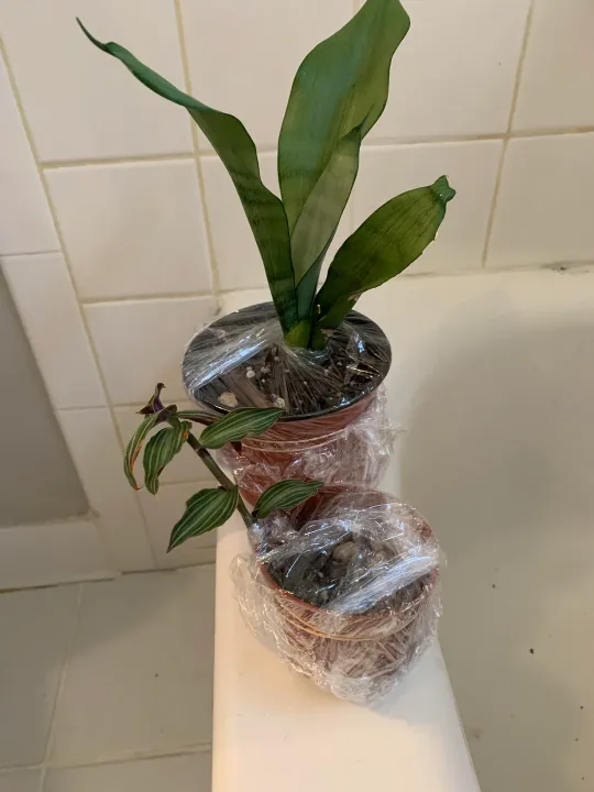 Doctor%20Neem+%20Organic%20Insecticide%20&%20Fungicide%20Spray%20%E2%80%93%20Ready%20to%20Use%20-%20Image%207