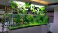 Amazon Sword / Echinodorus Grisebachii Aquarium plant. 