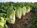 F-1 HYBRID CHINESE CABBAGE SEED kitchen gardening. 