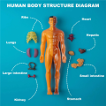 3D Human Body Anatomy Model Plastic DIY Skeleton Science Aids Toys. 
