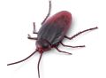 Robo Alive Crawling Cockroach. 