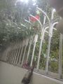 5 seeds of Red Powder Puff Tree (Calliandra haematocephala) Red Flower Plant. 