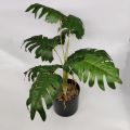 FEJKA ARTIFICIAL POTTED PLANT / BONSAI / HOME DECOR / DECORATION / POKOK TIRUAN / POKOK MONSTERA. 
