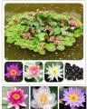 5 Seeds Of (KANWAL) Aquatic Plant Mix Colors. 