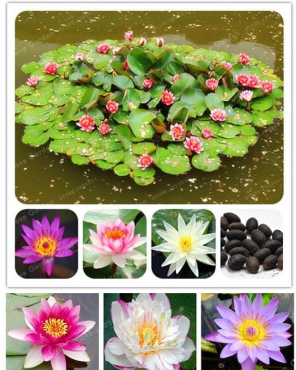5%20Seeds%20Of%20(KANWAL)%20Aquatic%20Plant%20Mix%20Colors%20-%20Image%205