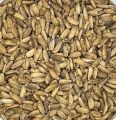 MILK THISTLE SEEDS WHOLE|1:KG. 