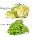 Leafy Greens Packs of 2 Salad Seeds - Iceberg Lettuce and Green Lettuce for Kitchen Gardening. 