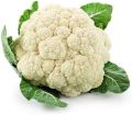 Cauliflower F1 Hybrid Seeds - Phool Gobi Sealed Pack for Kitchen Gardening. 