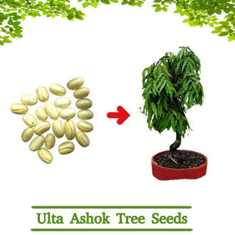 Ulta Ashok Tree Seeds | Ashok | Polyalthia longifolia | Budha tree | false ashok (10 Seeds)
