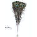 Peacock Feathers. 