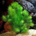 Hornwort / bryophytes Live Aquatic Aquarium Low Tec Plant Bunch of 6 Stems Healthy Fast Growing With a Free Gift. 