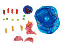 4D Vision Animal Cell Anatomy Model. 