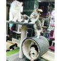 Imported - 2 in 1 Scratching Post For Cats. 