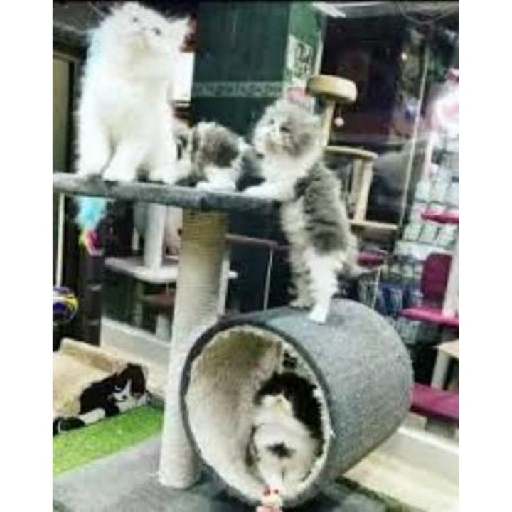 Imported - 2 in 1 Scratching Post For Cats