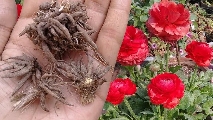 ranunculus bulb