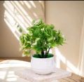 Artificial Mini Plants for Home & Office Decor – Small Decorative Plants for Desk, Tabletop, and Modern Indoor Spaces – Luxury Miniature Plants for Gifting Modern Mini Artificial Plants for Indoor Spaces Green Plants. 