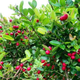 Original%20Karonda%20Small%20Plant%20-%20Image%203