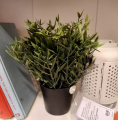 IKEA : FEJKA : Artificial Potted Plant - House Bamboo. 