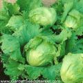 F-1 Hybrid Iceberg Lettuce Vegetable Seeds Kitchen Gardening. 