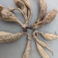 Indian Dahlia Flower/ 3+ Hybrids seeds/Bulb. 
