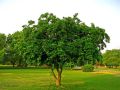 Sukh Chain Pongamia/SukhChain Tree Seeds. 