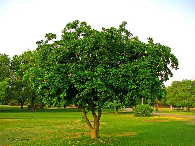 10 Seeds of Sukh Chain Plant
