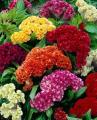 50+ Summer Spring Season Mix Varieties Flower Seeds. 