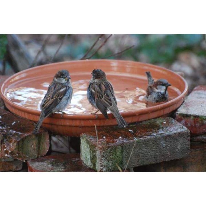 clay pots Water Drinker for Birds Love bird Parrots