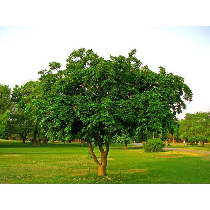 Sukh Chain Pongamia/SukhChain Tree Seeds