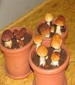 Porcini Mushroom Seeds. 