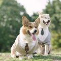 Pet suit dog dress tuxedo wedding pet dress two-piece tie set corgi chai. 