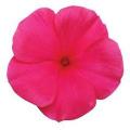 Vinca flower seeds f1 PUNCH Best gardening products. 