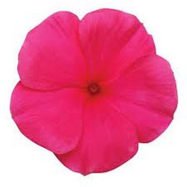 Vinca flower seeds f1 PUNCH Best gardening products