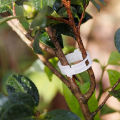 50pcs Trellis Tomato Clips Supports Connects Plants Vegetable Fastening Clip Sunlight Super Store. 