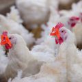 Chicken, Hen, Poultry eye glasses, peepers, blinders(Small-Pack of 30). 