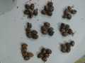 45 Castor oil seeds 100percent germinate for grow caster plant Eranda ( Ricinus communis ) castor beans arand tree use for many purpose. 