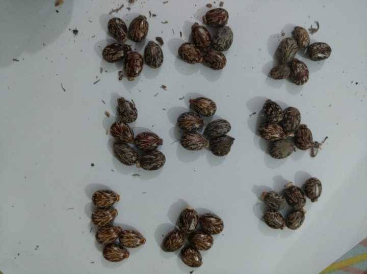 45%20Castor%20oil%20seeds%20100percent%20germinate%20for%20grow%20caster%20plant%20Eranda%20(%20Ricinus%20communis%20)%20castor%20beans%20arand%20tree%20use%20for%20many%20purpose%20-%20Image%202