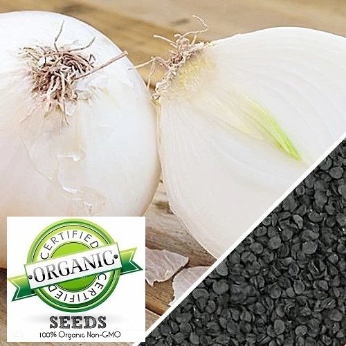 30 SEEDS Onion White Sweet Spanish (100% Heirloom/Non-Hybrid/Non-GMO)Perfect for beginners The White Sweet Spanish variety will produces a globed shaped white onion
