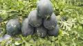 Desi Watermelon / Tarbooz Seeds 15+. 