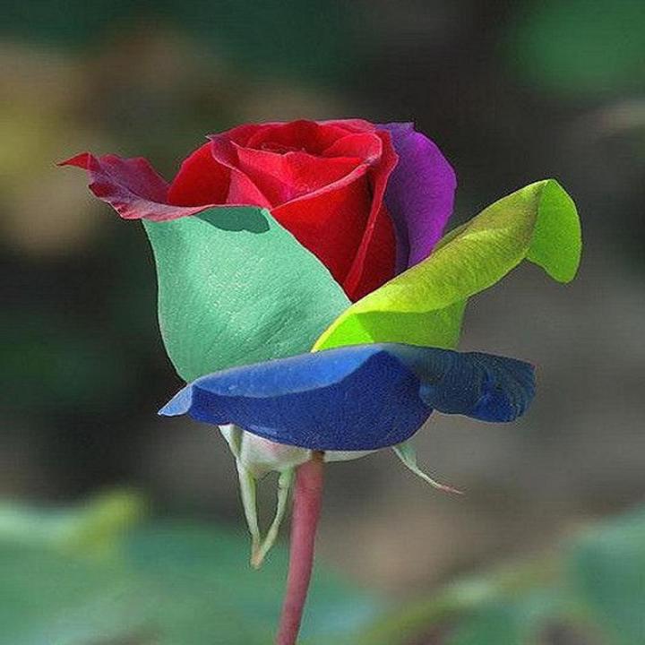 Rainbow Rose Flower Seeds