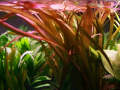 Red Jungle Vallisneria Aquarium plant. 