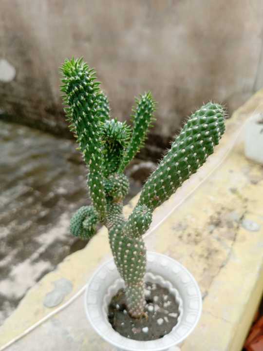 cactus%20and%20succulents%20real%20plants%20live%20plants.%20home%20gardening.rooftop%20garden%20-%20Image%206