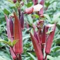 Red okra seeds (lady finger) vegetable seeds-RARE VARIETY- BY HK DEALER. 