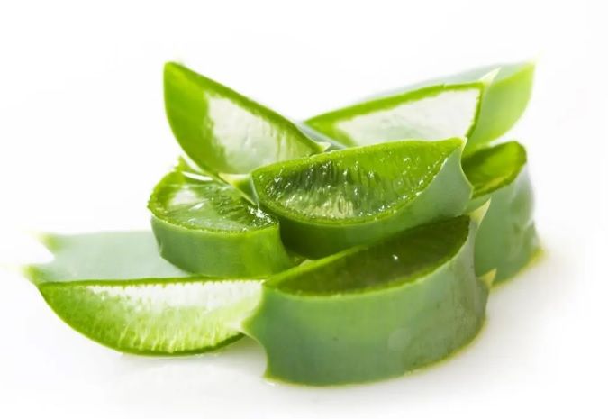 Fresh%20Aloe%20Vera%20Leaves%20Pack%20Of%204%20plants%20leaves%20-%20Image%204