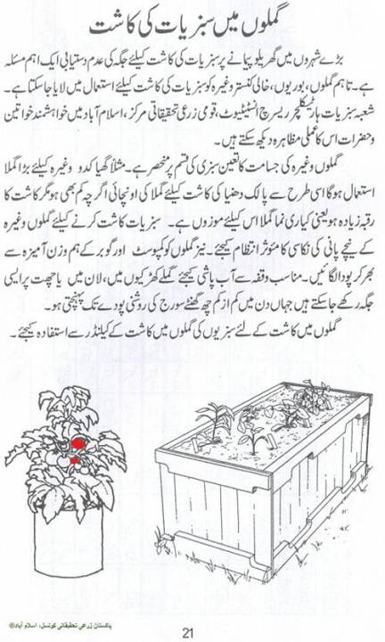 300+%20Methi%20/%20Fenugreek%20Vegetable%20Seeds%20-%20High%20Germination%20Rate%20-%20Image%209